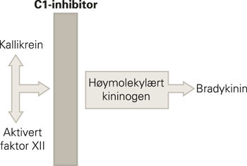 C1-inhibitoren hemmer avspaltningen av bradykinin