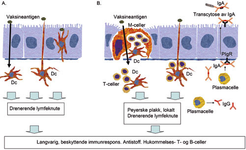 Figur 1  Opptak av vaksineantigener gjennom slimhinner. a) I mange slimhinner finnes dendrittiske celler (Dc) med lange&hellip;