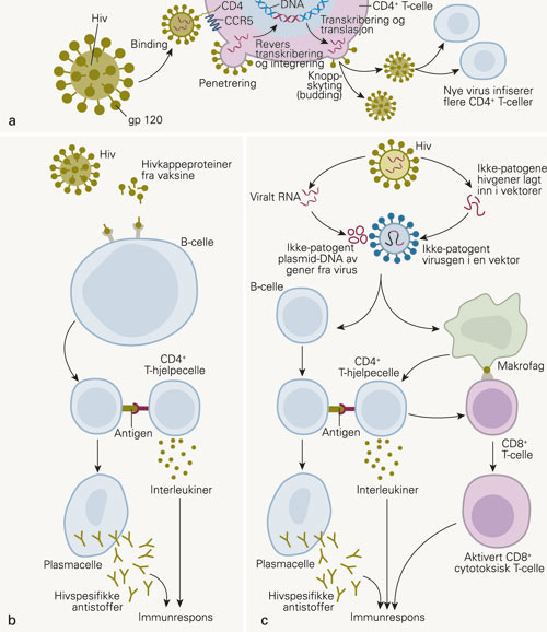 Hivvaksinestrategier. Hivinfeksjon er vist (A) og tre mulige vaksinestrategier: en subenhetsvaksine med syntetisk protein&hellip;