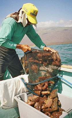 Figur 1  Sj&oslash;p&oslash;lsene fanges p&aring; 10&thinsp;&ndash;&thinsp;50 meters dyp. Dykkeren bruker ca. en halv time p&aring; &aring; fylle et nett med sj&oslash;p&oslash;lser, og han&hellip;
