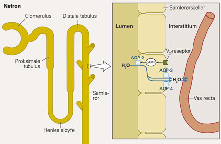Vasopressin bindes til V₂-reseptorer i nyrenes samler&oslash;r. Via intracellul&aelig;re mekanismer plasseres vannkanaler (akvaporiner &ndash;&hellip;