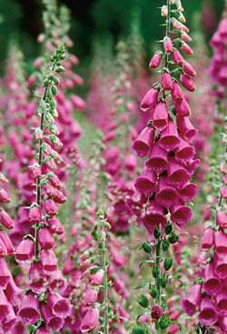 Vanlig revebjelle (Digitalis purpurea) finnes mange steder i Norge. Foto &copy; J&oslash;rn B. Olsen/Rolf S&oslash;rensen/Samfoto