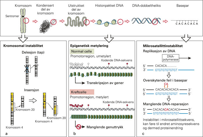 Figur 4  Genetisk og epigenetisk instabilitet i kolorektal cancer.&Oslash;vre panel viser genomet fra kromosomniv&aring; til baseniv&aring;. a)&hellip;