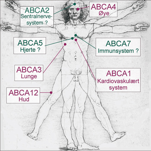 Figur 3  Kjente og mulige implikasjoner av ABCA-transport&oslash;rer i humane sykdommer, der &oslash;deleggelse av genet f&oslash;rer til arvelig&hellip;