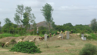 Sauegjeting og handel med sauer er vanlig i landsbyen Thungavaripalle. Foto Ingeborg Larsen