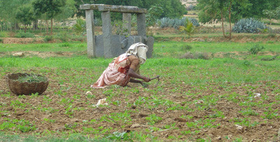 Jordbruk er den viktigste n&aelig;ringsveien i Thungavaripalle. De fleste innbyggerne eier, leier eller arbeider p&aring; dyrket mark&hellip;