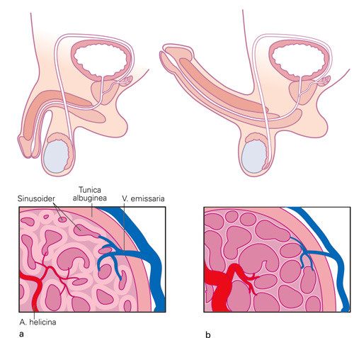 Figur 2  a) De to &oslash;vre svamplegemene i penis, corporae cavernosae, gir den egentlige ereksjonen, mens den nedre, corpus&hellip;