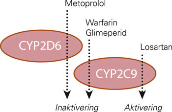 Figur 2  Skjematisk fremstilling av CYP-metabolismen som var sterkt redusert hos v&aring;r pasient