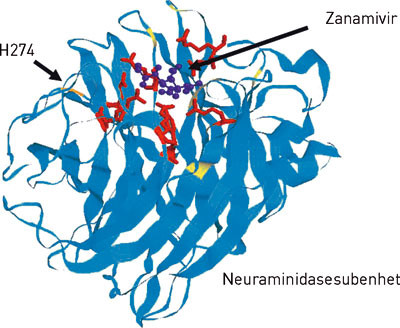 Figur 3  Mutasjoner som gir resistens mot neuraminidasehemmere. Proteinstrukturen til virusets neuraminidase er vist med&hellip;