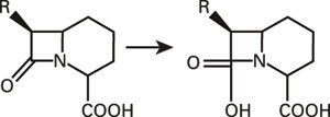 Figur 2  Betalaktamaseenzymers nedbrytning av betalaktamantibiotika