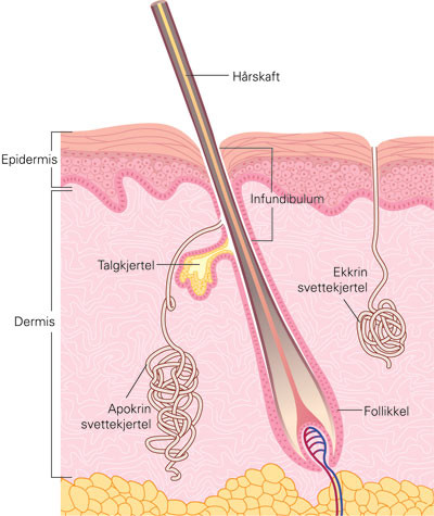 Figur 4  H&aring;rfollikkelens anatomi