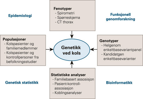 Figur 2  Tverrfaglig tiln&aelig;rming til genetikk ved kols, modifisert etter Silverman og medarbeidere (7)