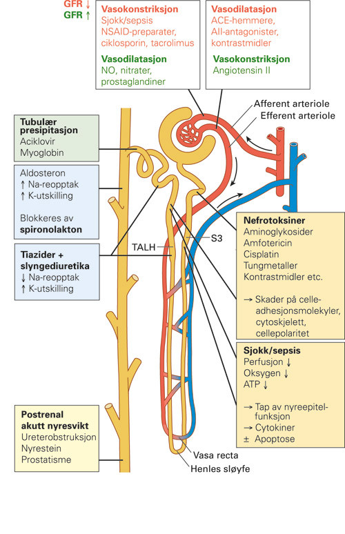 Figur 1  Skjematisk fremstilling av et nefron med illustrasjon av virkeomr&aring;der for diverse reguleringsmekanismer,&hellip;