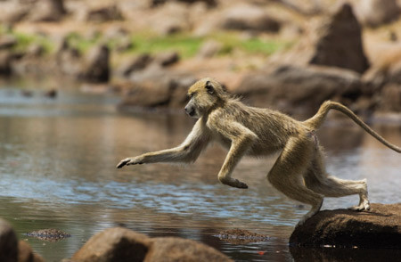Figur 1  Langhalet makakeape er naturlig vert for P knowlesi. Foto &copy; MOODBOARD/GV-Press/NordicPhotos