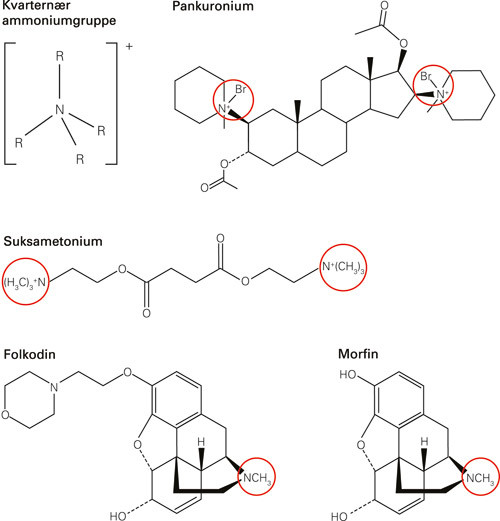 Figur 1  Kvarten&aelig;re ammoniumgrupper er bindingsstedet for IgE p&aring; muskelrelaksansmolekylet. Slike grupper finnes bl.a. i&hellip;