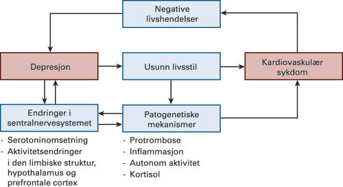 Figur 1  Modell for bidireksjonell p&aring;virkning mellom depresjon og kardiovaskul&aelig;r sykdom. Karakteristisk atferd (inaktivitet&hellip;