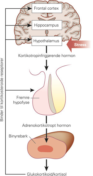 Figur 2  Skjematisk fremstilling av hypothalamus-hypofyse-binyrebark-aksen, n&oslash;kkelsystemet i hjernens stressrespons. Dette&hellip;