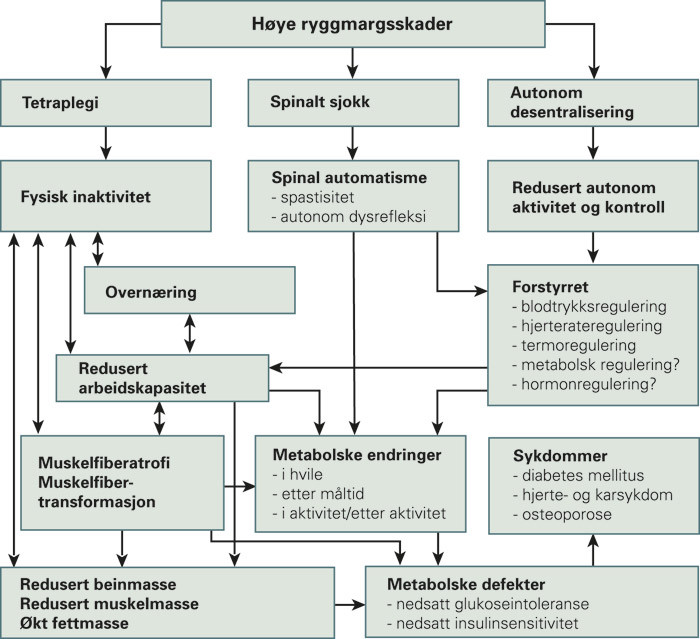Figur 2 Skjematisk illustrasjon av nevrogene, kardiovaskul&aelig;re, metabolske og funksjonelle konsekvenser av en cervikal&hellip;