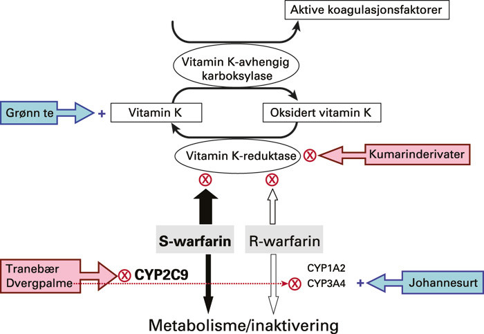 Figur 1  Interaksjoner mellom naturmidler og warfarin som involverer koagulasjonssystemet. Isomeren S-warfarin er mest&hellip;
