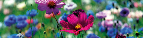 Illustrasjonsfoto Colourbox