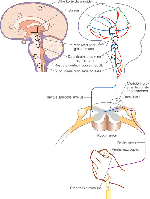 Figur 1  Et utvalg av nervebaner av relevans for endogen smertehemming. En afferent signalkjede av nervesignaler etter en&hellip;