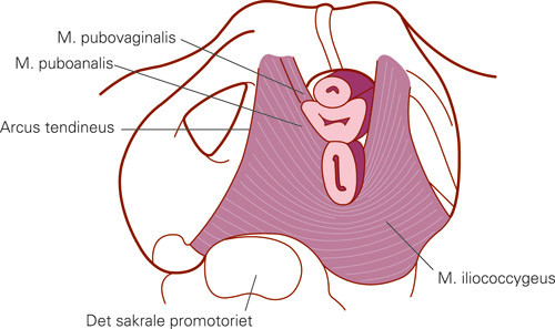 Figur 2  M. levator ani sett fra oversiden med urethra, vagina og rectum kuttet rett ovenfor bekkenbunnen. M. iliococcygeus&hellip;