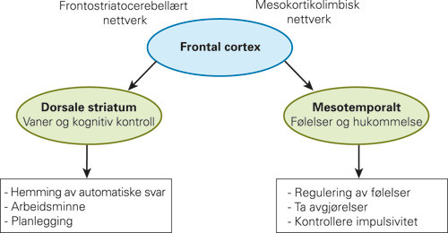 Figur 1  Oversikt over de to nettverkene som medierer henholdsvis kognitiv og emosjonell/motivasjonell kontroll