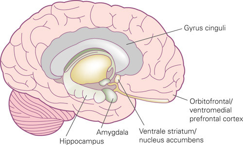 Figur 3  Oversikt over n&oslash;kkelomr&aring;der i hjernen som er involvert i regulering av f&oslash;lelsene