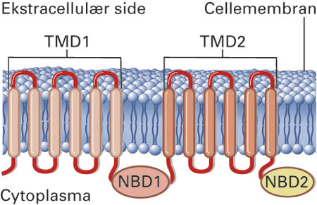 Figur 1 Topologi (sekund&aelig;rstruktur) av en ABC-transport&oslash;r slik som ABCB1 (P-glykoprotein). Pumpene i eukaryote celler har&hellip;