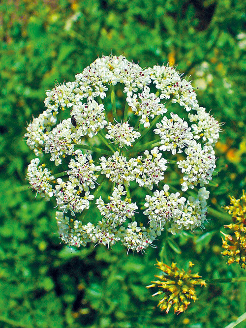 Figur 2  Skjermplanten Oenanthe crocata. Foto Wikimedia Commons