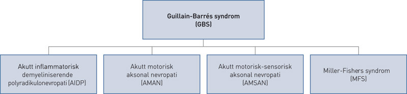 Figur 1  De vanligste subtypene av Guillain-Barr&eacute;s syndrom
