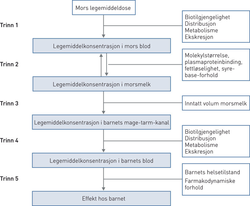 Figur 1  Brystern&aelig;rte barns eksponering for legemidler via morsmelk (1&thinsp;&ndash;&thinsp;3)
