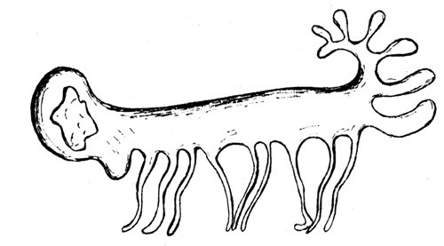 Fig. 2  Detalj fra podocytom. Bemerk fot nr. 4 og 7