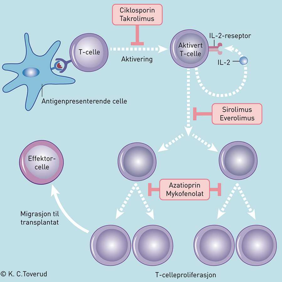 Figur 1  Skjematisk fremstilling av viktige virkningsmekanismer for de vanligst brukte immunsuppressive legemidler ved&hellip;