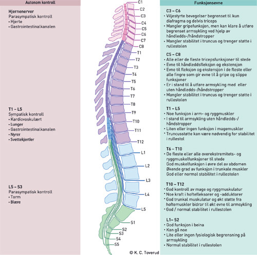 Figur 3  Funksjonsevne og autonom kontroll i forhold til skadeniv&aring;. Figuren er modifisert etter Phillips og medarbeidere (8)&hellip;