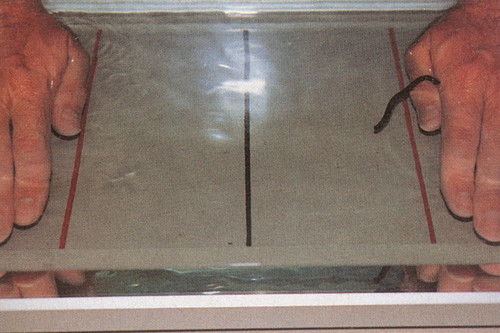 Figur 9  Ogs&aring; i fors&oslash;kets andre del ble iglene sluppet ut i akvariet ved midtstreken. De skulle s&aring; velge mellom h&aring;nden med&hellip;