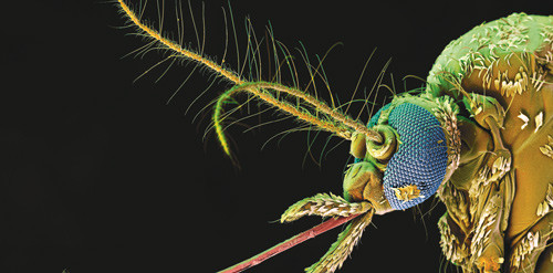 Farget elektronmikroskopisk bilde av myggen Aedes aegypti som kan overf&oslash;re denguefeber til menneske. Foto Science Photo&hellip;