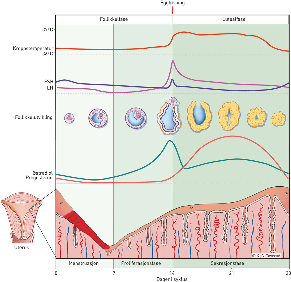 Figur 1  Fysiologisk prosess ved en mentruasjonssyklus. FSH = follikkelstimulerende hormon. LH = luteiniserende hormon