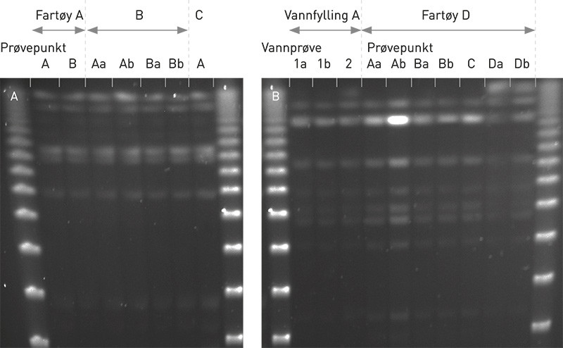 Figur 1  a) Genotypem&oslash;nster av L. pneumophila isolert fra tre forskjellige fart&oslash;yer innen samme fart&oslash;ysklasse. b)&hellip;