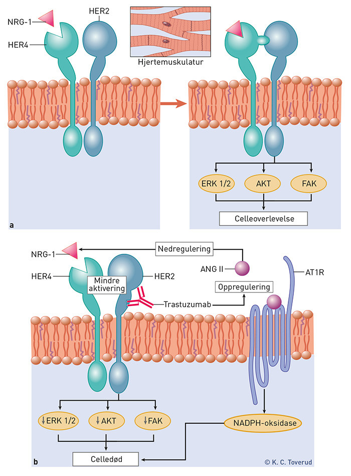 Figur 2  Beskyttende signalomforming via human epidermal vekstfaktorreseptor (HER) og p&aring;virkning av disse ved&hellip;
