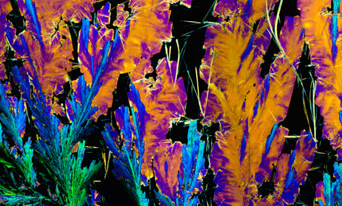 Polarisert lysmikroskopisk bilde av krystaller av betablokkeren propranolol. Foto Science Photo/NTB scanpix