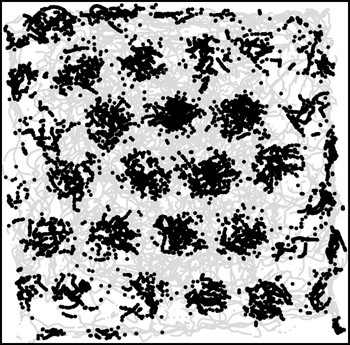 Her har en rotte utforsket en boks med 2,2 m lange sider i 40 minutter. De gr&aring; strekene og svarte prikkene viser hvor rotta&hellip;