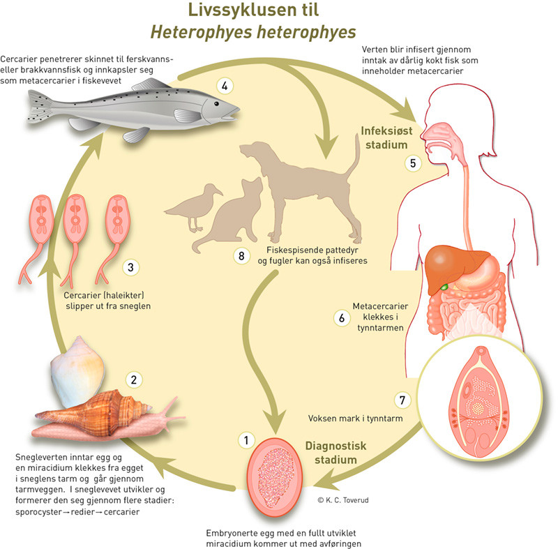 Figur 1  H. heterophyes&rsquo; livssyklus