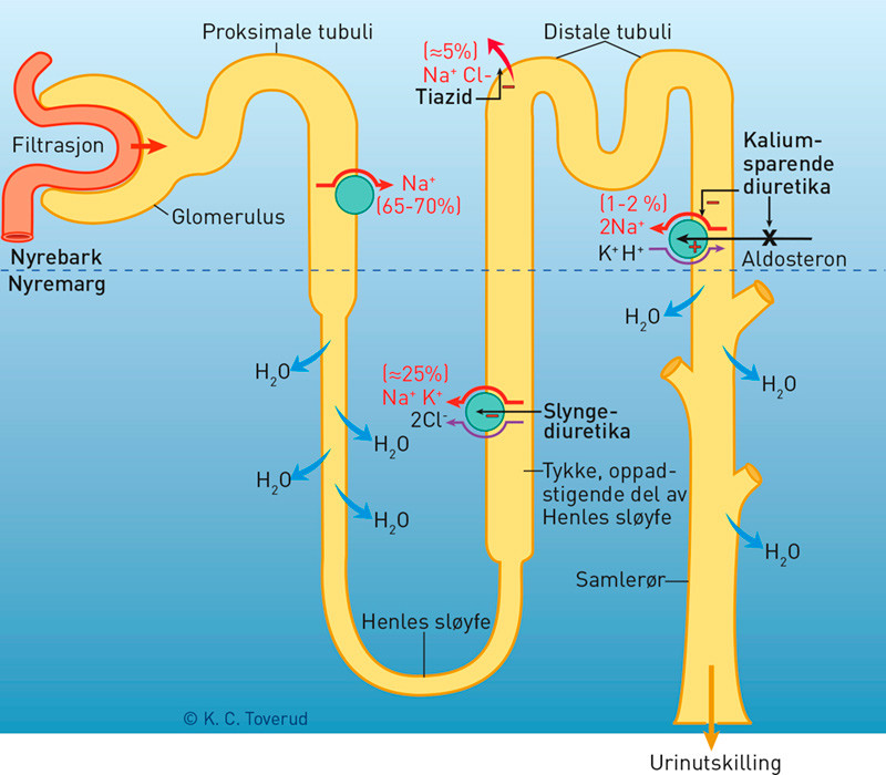 Figur 1  Oversikt over tubulussystemet med prosentvis fordeling av natriumreabsorpsjon i de ulike segmenter samt virkested&hellip;