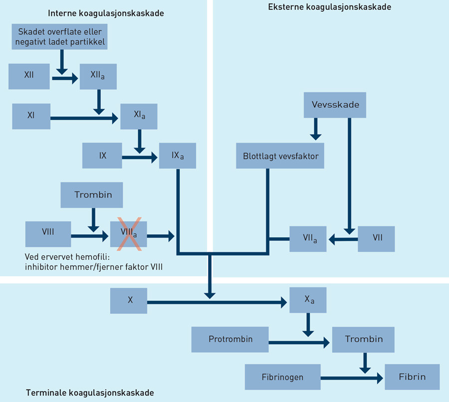 Figur 1  Forenklet fremstilling av koagulasjonskaskaden. Faktor VIII sammen med fosfolipider, faktor IXa og kalsium&hellip;