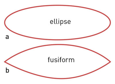 Figur 2  a) Ellipse og b) fusiform figur
