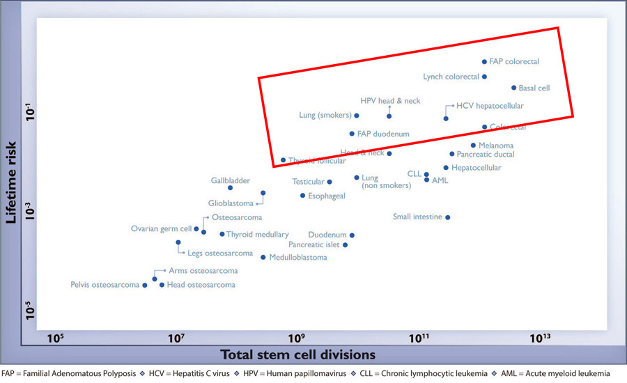Figur 1  Sammenhengen mellom antall stamcelledelinger (gjennom livet) og livstidsrisiko (LTR) for kreft for forskjellige&hellip;