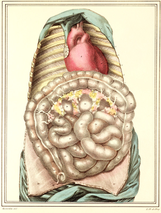 Fra Jules Germain Cloquets anatomiske atlas Manuel d&rsquo;anatomie descriptive du corps humain, utgitt i 1825 i Paris. Foto:&hellip;