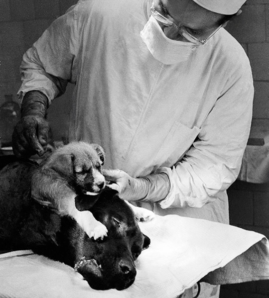 Den sovjetiske kirurgen Vladimir Demikhov (1916&thinsp;&ndash;&thinsp;98) var en pioner innen transplantasjonskirurgi. Han ble ber&oslash;mt for&hellip;