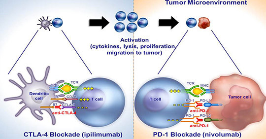 Hentet fra Wolchok JD, et al. Presentert p&aring; ASCO 2013. Gjengitt med tillatelse fra Bristol-Myers Squibb
